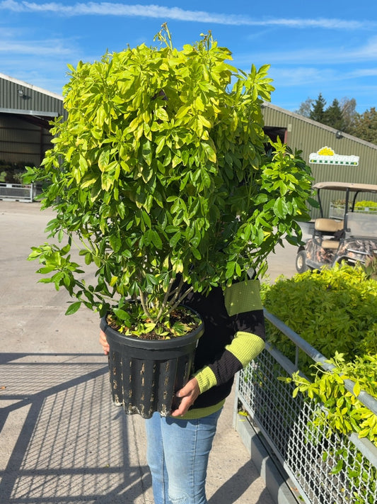 Choisya Ternata Sundance 20 Litre Pot Extra Bushy 40-50cm High