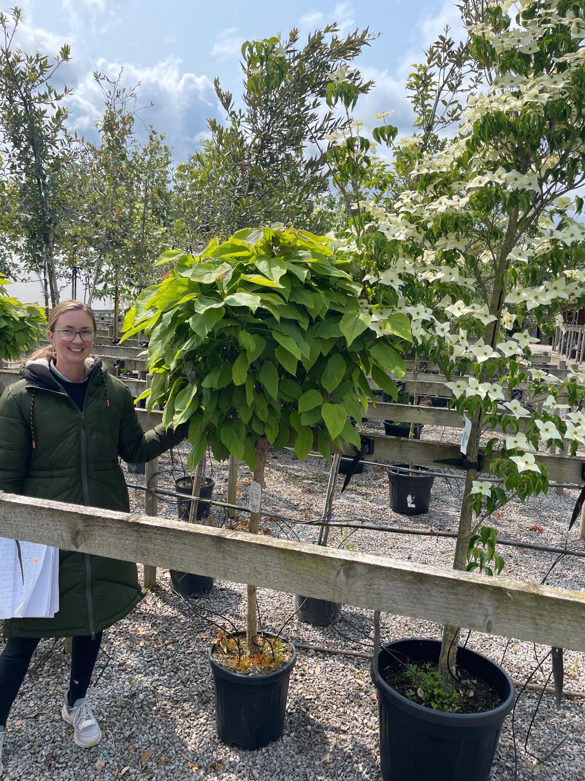 Catalpa bignonioides Nana 30 Litre Pot 1/2 Standard — Grasslands Nursery