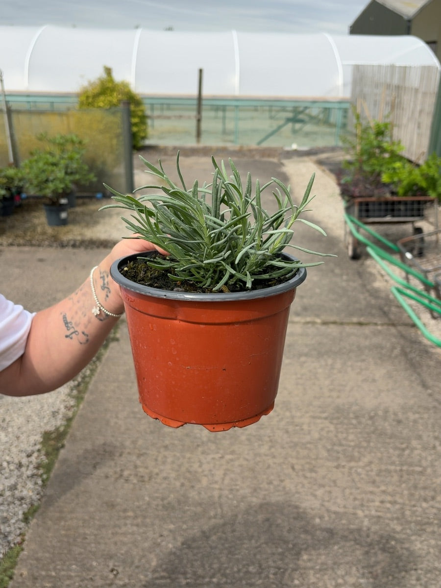 Lavender Grosso 2 Litre Pot