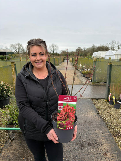 Acer palmatum Shaina 3 Litre Pot