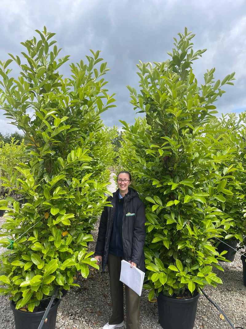 Cherry Laurel Hedging 45 Litre Pot 240cm