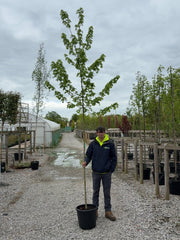 Acer camp Elsrijk 6-8cm Girth Pot Growing Ready-Pre-Order June