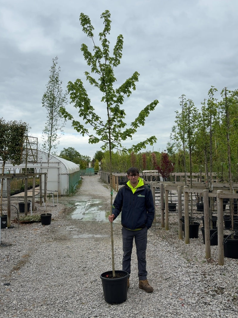 Acer camp Elsrijk 6-8cm Girth Pot Growing Ready-Pre-Order June