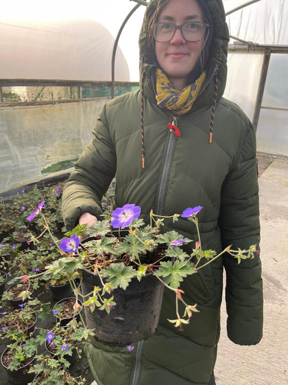 Geranium Rozanne 3 Litre Pot