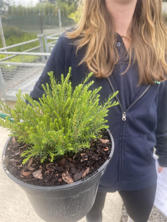 Erica Darley Dale 2 Litre Pot