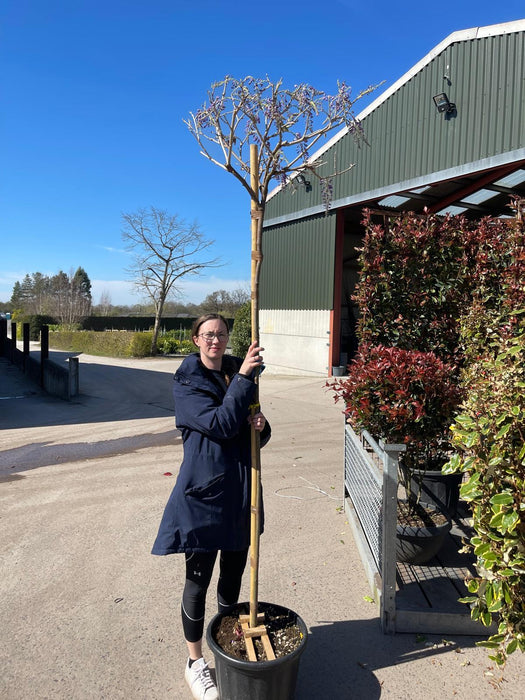 Wisteria Sinensis Prolific  High Standard 6/8cm Girth