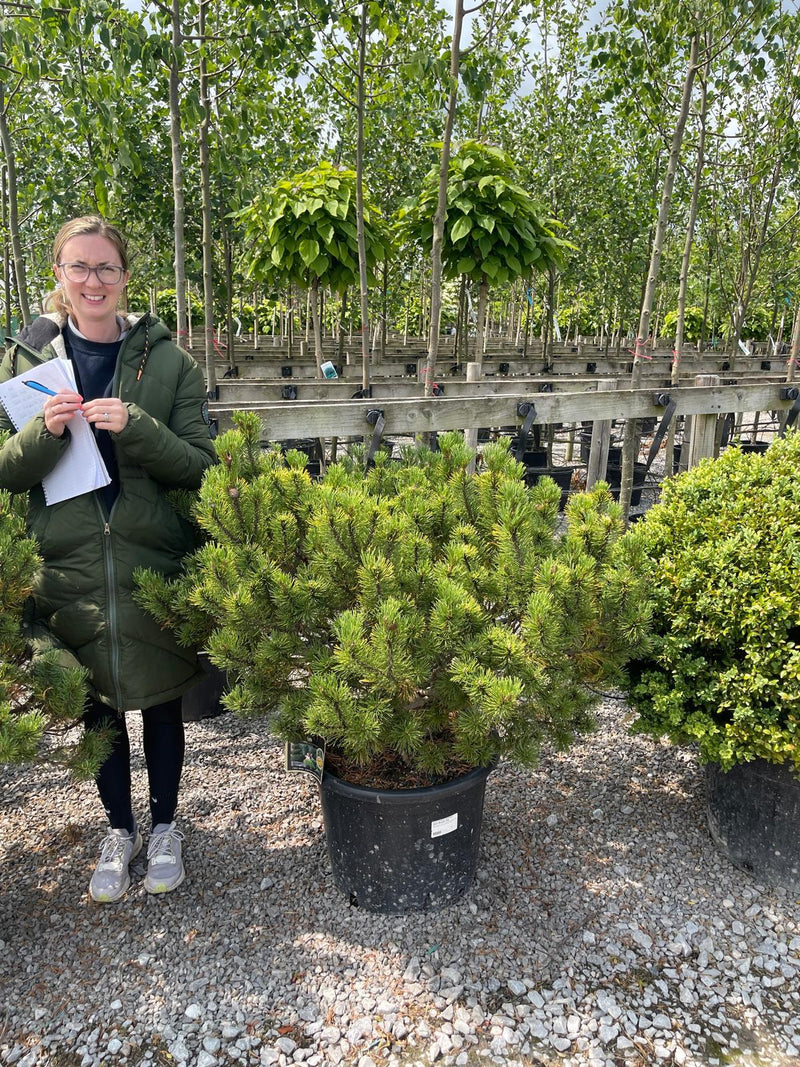 Pinus Mugo Wintergold 80 Litre Pot Special