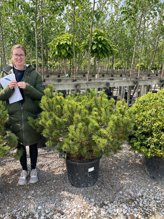 Pinus Mugo Wintergold 80 Litre Pot Special