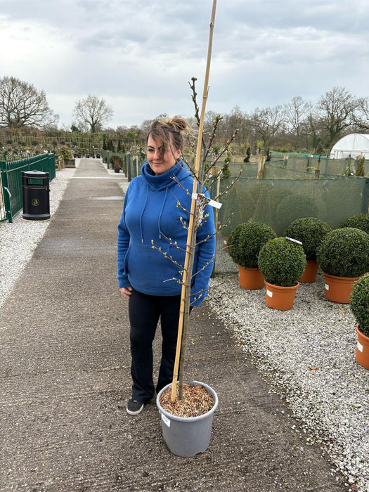 Prunus padus Le Thouriel 15 Litre Pot