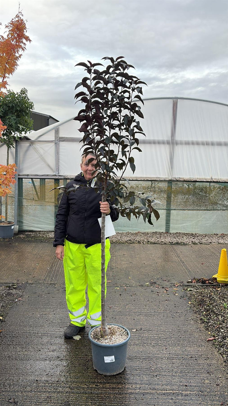 Malus Royalty Half Standard 15 Litre Pot