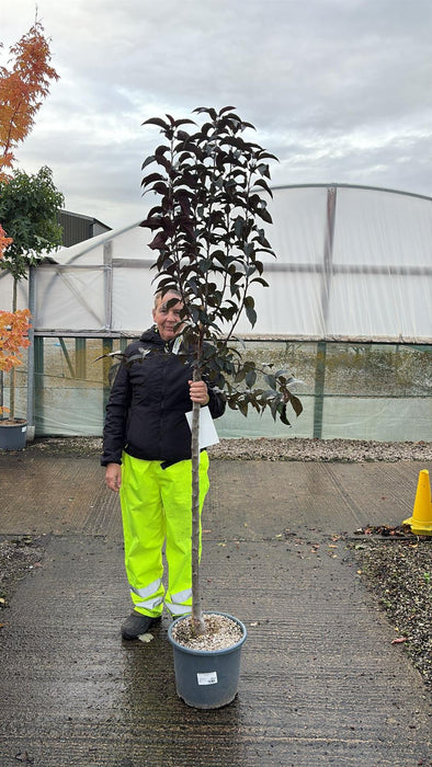 Malus Royalty Half Standard 15 Litre Pot