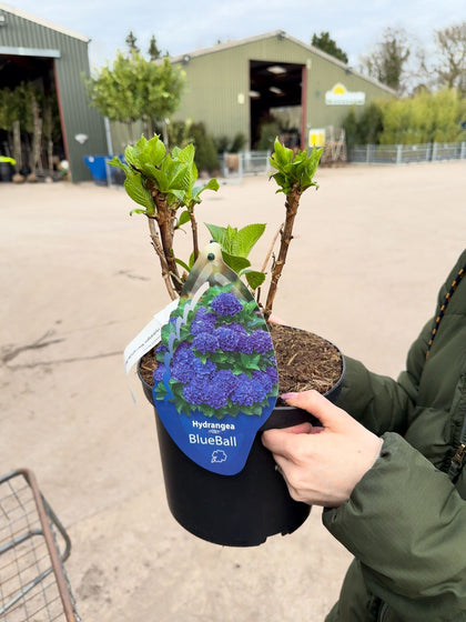 Hydrangea Macrophylla Blue 5 Litre Pot