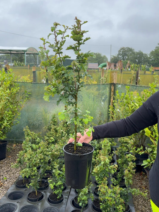 Hawthorn Hedging 2 Litre Pot 40-60cm