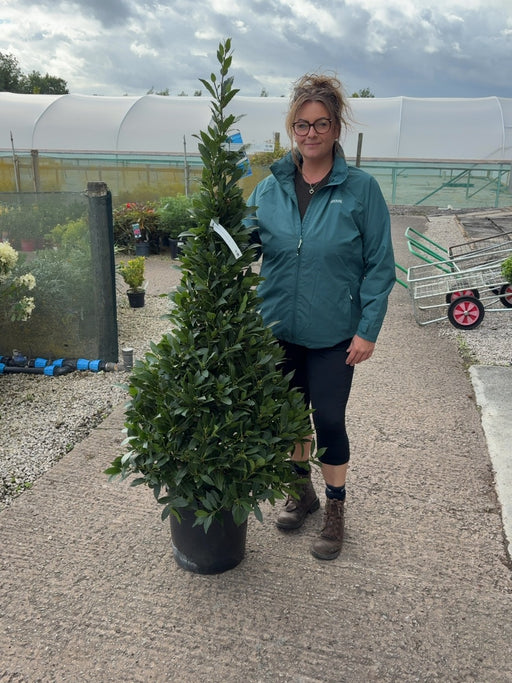 Laurus Nobilis Cone 18 Litre Pot 180 inc. Pot