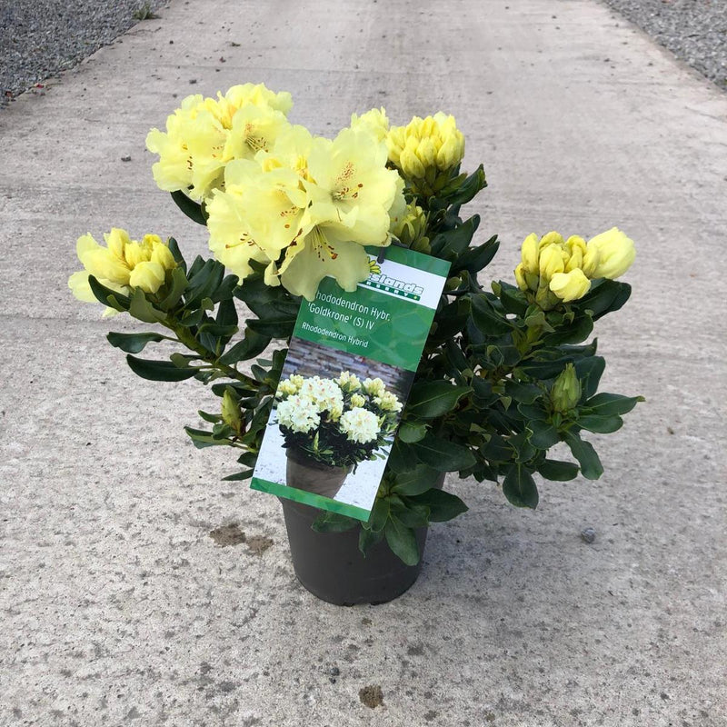 Rhododendron Goldkrone 3.4 Litre Pot