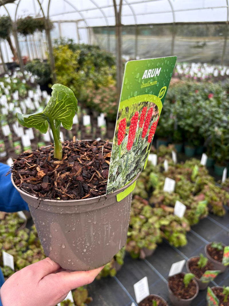 Arum Italicum 2 Litre Pot