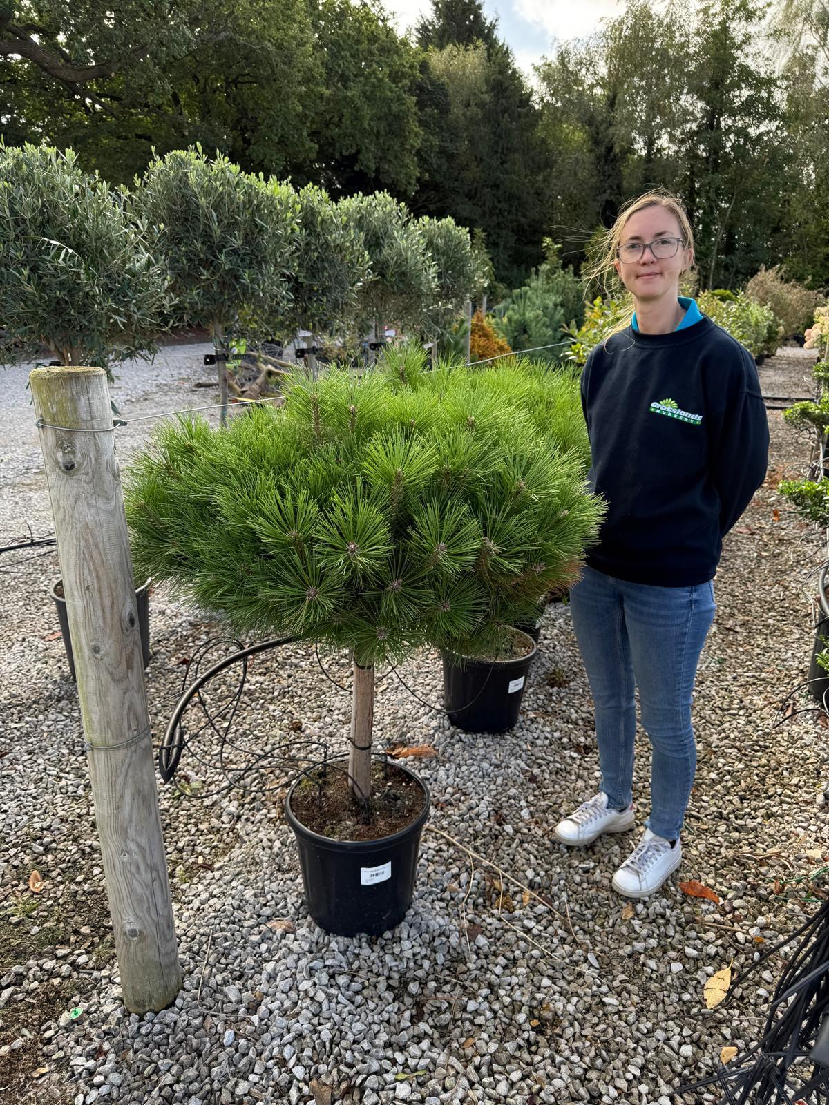 Pinus Nigra Brepo Stem Height 45/50cm 20 Litre Pot
