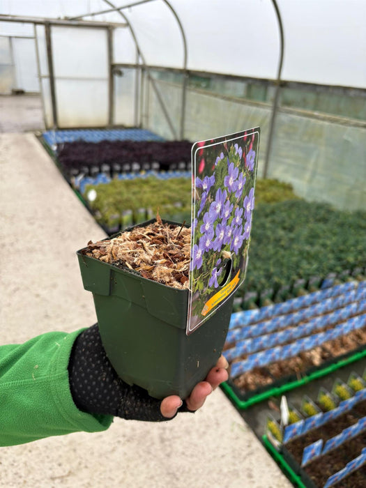 Geranium Baby Blue 11cm Pot