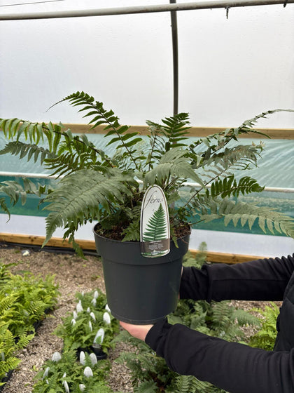Dryopteris Atrata 5 Litre Pot