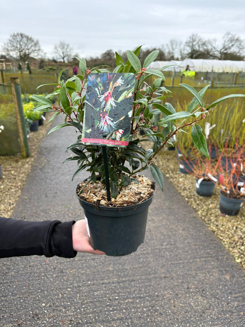 Sarcococca Winter Gem 2 Litre Pot