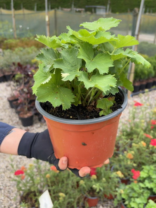 Alchemilla Mollis 2 Litre Pot