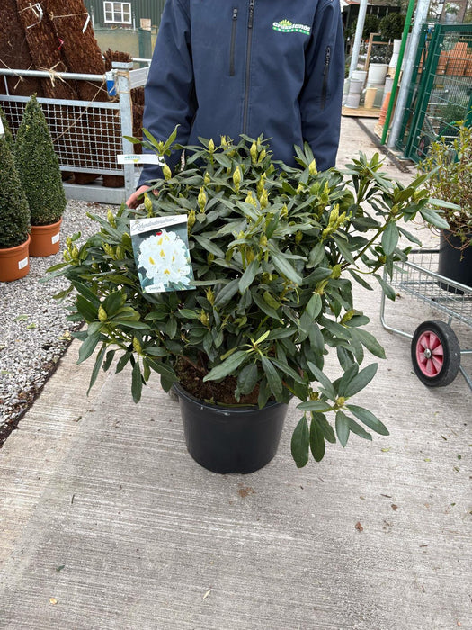 Rhododendron Hyb Madame Masson 40 Litre Pot