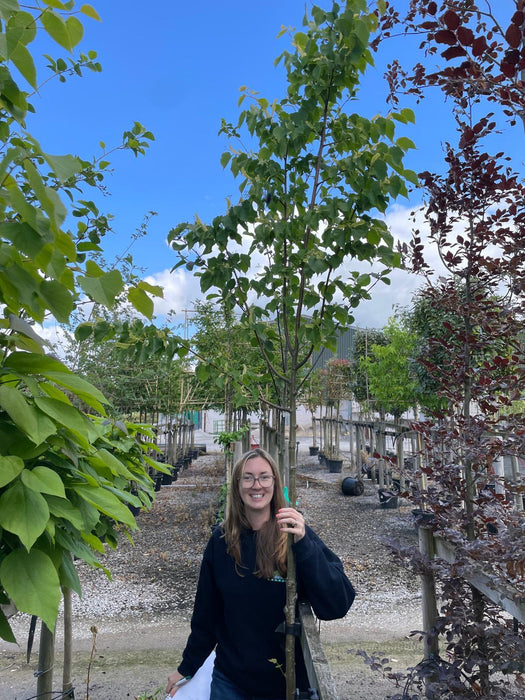 Tilia C. Greenspire Standard 8-10cm Girth