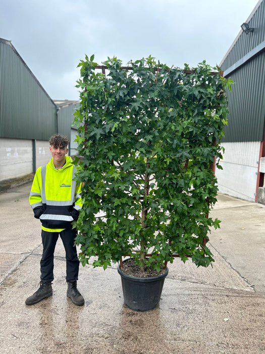 Liquidambar styraciflua Pleached Panel 200cm x 130cm