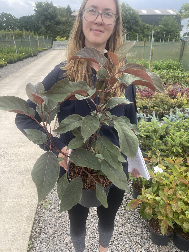 Hydrangea Aspera Hot Chocolate 3 Litre Pot