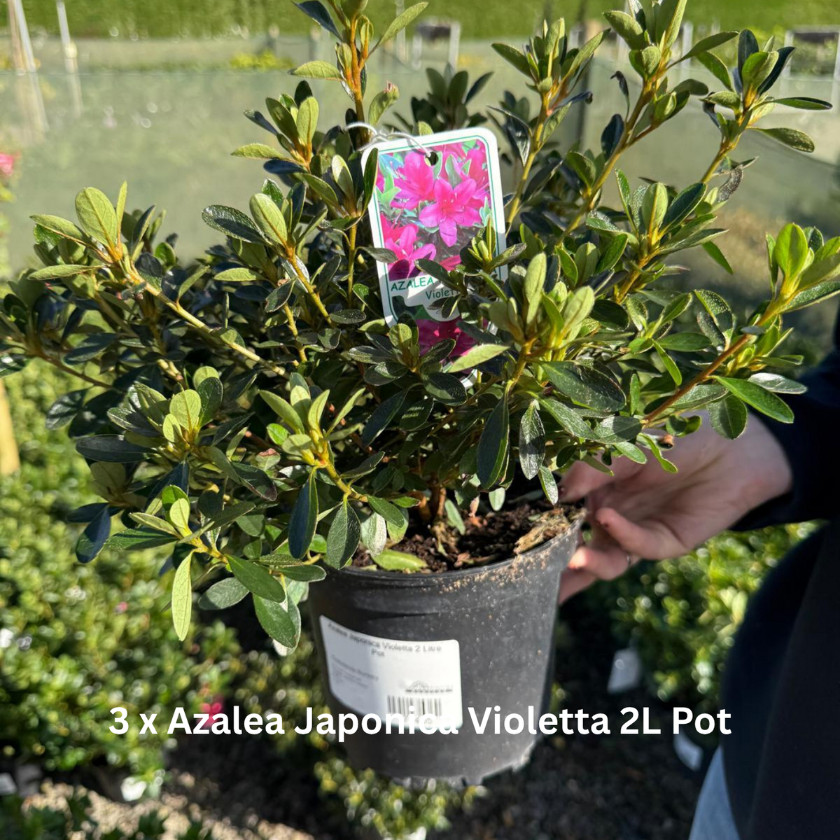 12 x Hardy Shade Loving Shrub Border Pack