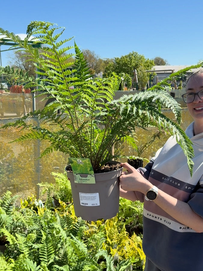 Polystichum Setiferum Proliferum 5 Litre Pot