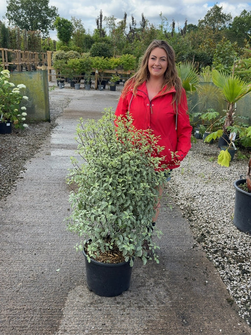 Pittosporum Tenuifolium Silver Queen 25 Litre Pot