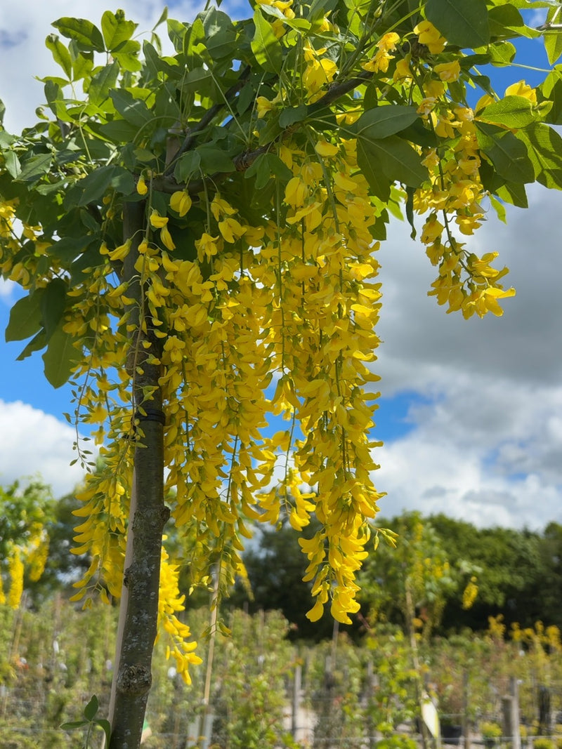 Laburnum wat. Vossii 18 Litre Pot 180cm Stem