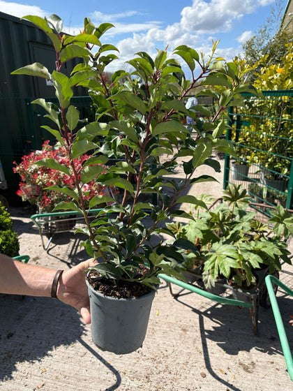 Portuguese Laurel 2.5 Litre Pot 40/50cm Bush