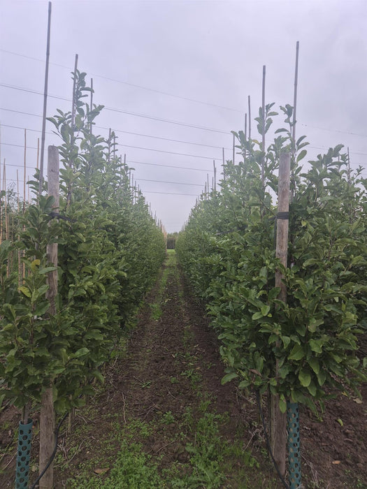 Magnolia loeb. Merrill 8-10cm Girth Standard Root Ball