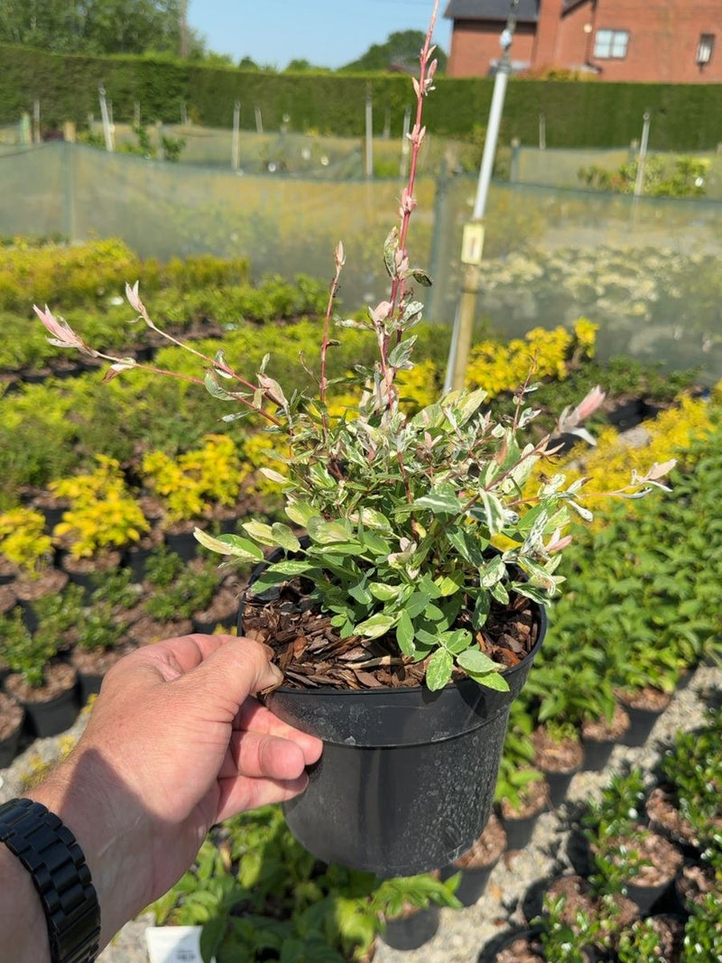 Salix integra 'Hakuro Nishiki' - Dappled Willow 3 Litre Pot