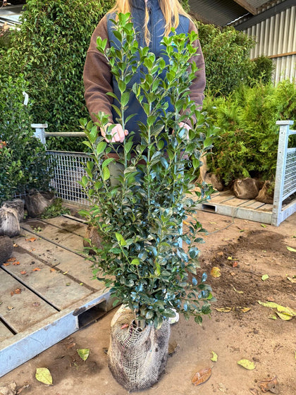 Ilex mes. Heckenfee 100/120cm Last Orders