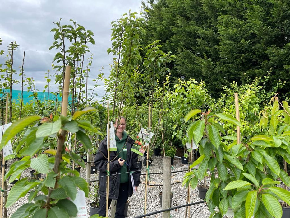 Pear Williams 10 Litre Pot Half Standard Delivery Feb/March