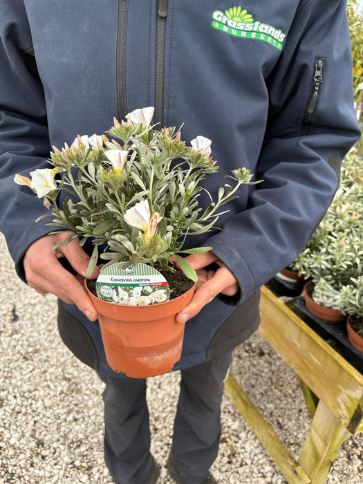 Convolvulus Cneorum 14cm Pot