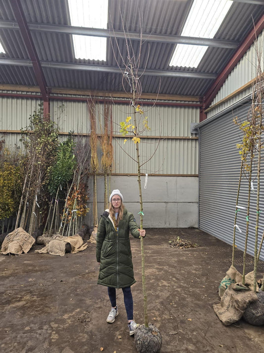 Acer camp Elsrijk 6-8cm Girth