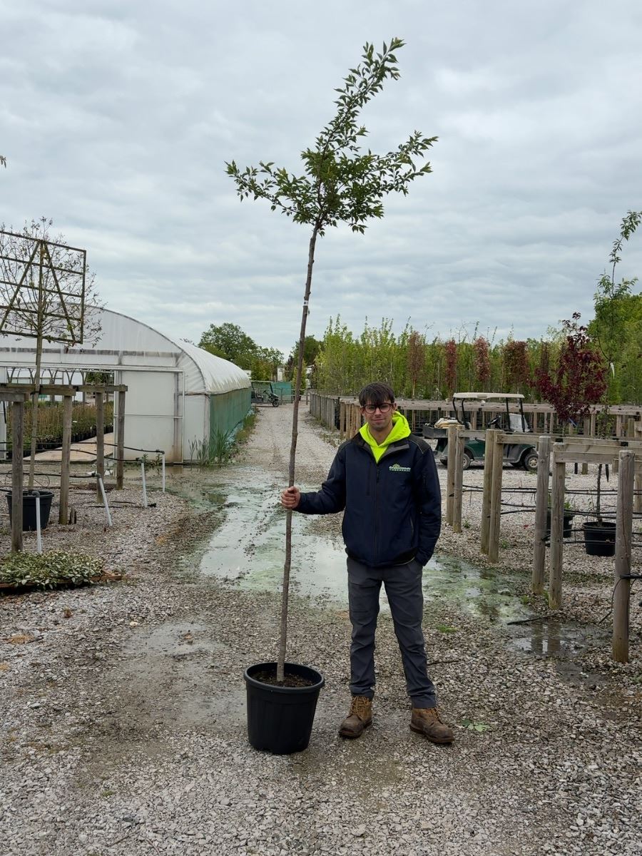 Prunus sub. Autumnalis Standard 6-8cm Girth