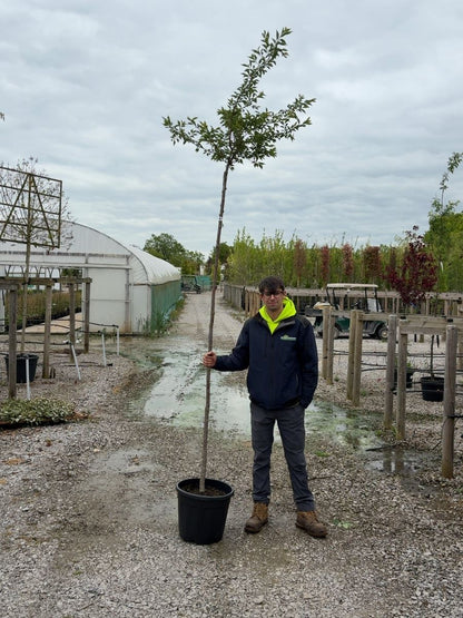 Prunus sub. Autumnalis Standard 6-8cm Girth
