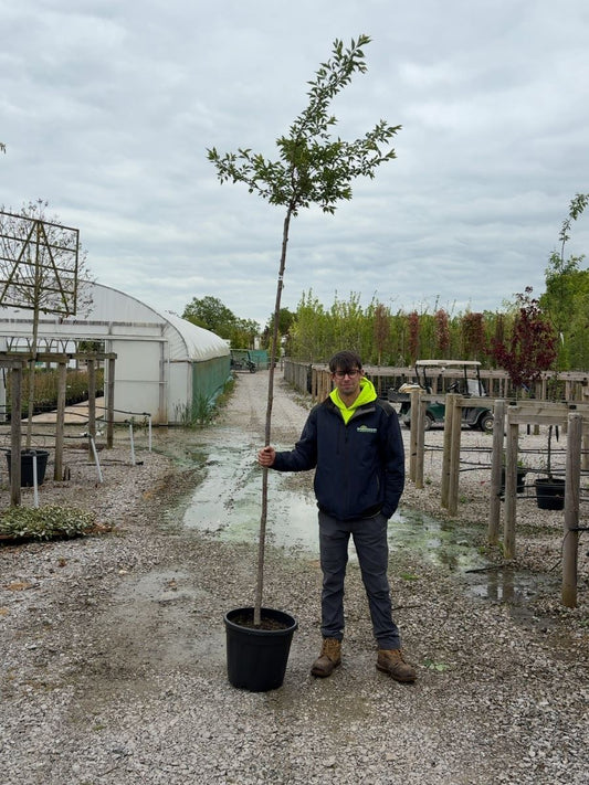 Prunus sub. Autumnalis Standard 6-8cm Girth