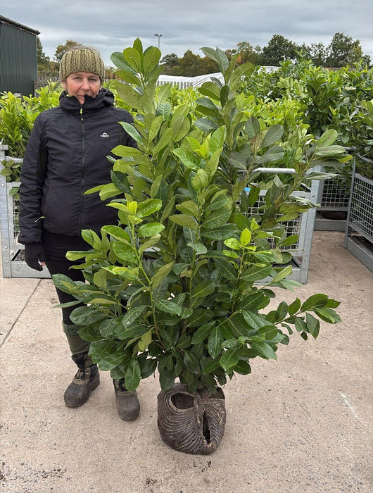 Cherry Laurel Hedging 125/150cm Root Ball Dug To Order