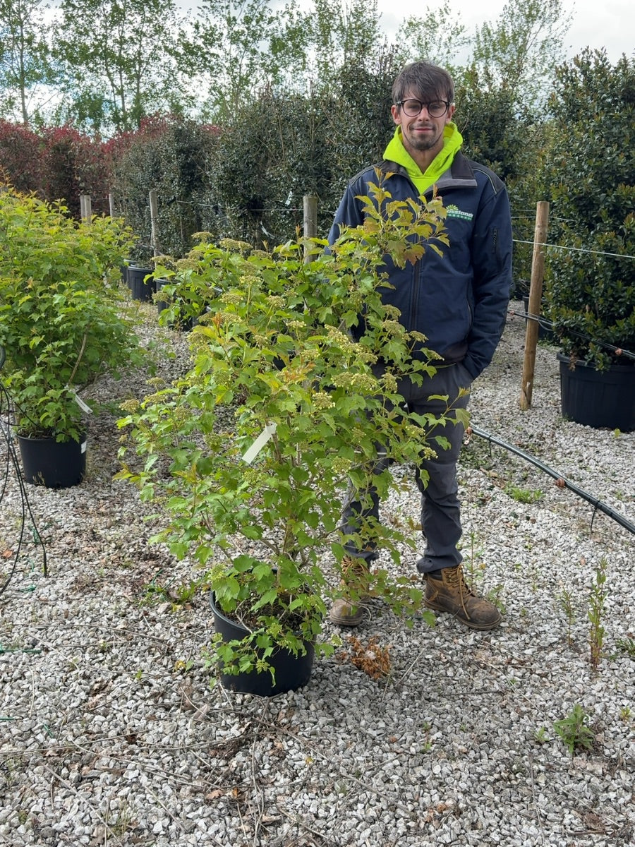 Viburnum Opulus Compactum 20 Litre Pot 100/125cm