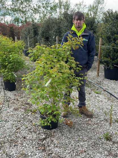Viburnum Opulus Compactum 20 Litre Pot 100/125cm