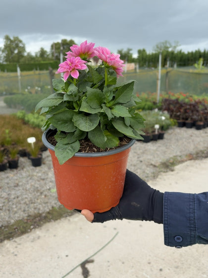 Dahlia Midi Pink 2 Litre Pot