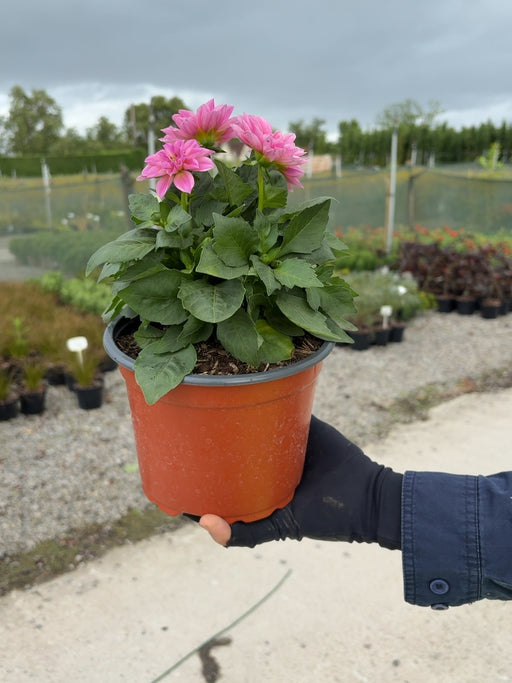 Dahlia Midi Pink 2 Litre Pot