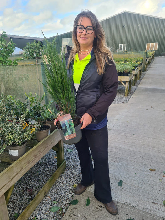 Juniperus Blue Arrow 4.5 Litre Pot