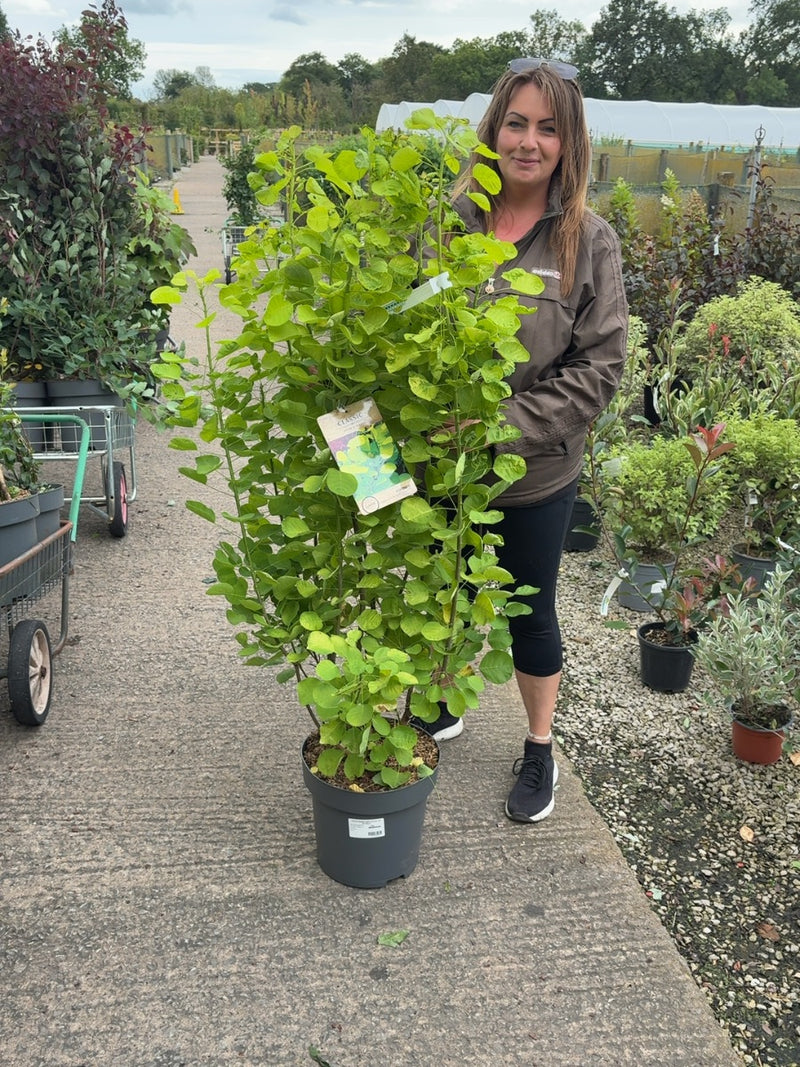 Cotinus Golden Spirit 12 Litre Pot 80/100cm